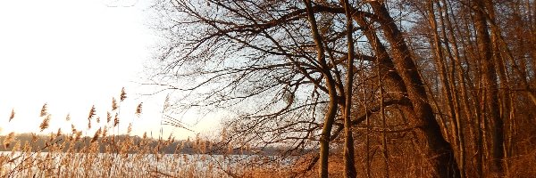 Drzewa, Trzciny, Jezioro