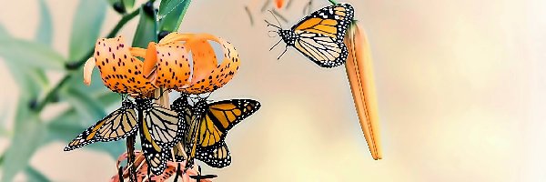 Motyle, Lilia tygrysia, Kwiaty, Owady