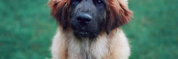 Leonberger, Mordka, Pies