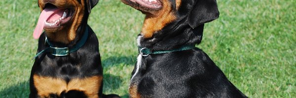 Rottweilery, Trawa, Języki, Dwa