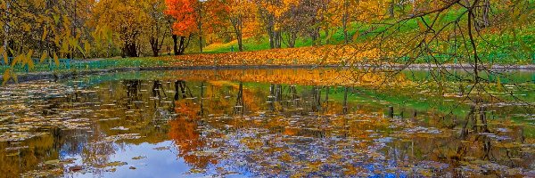 Park, Staw, Drzewa, Jesień, Liście