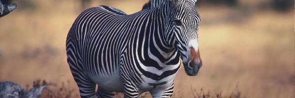 Trawa, Zebra