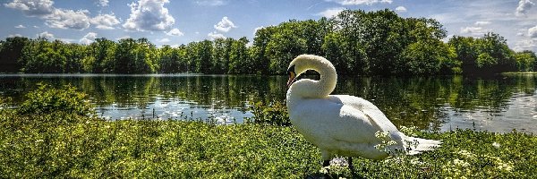 Łabędź, Łąka, Rzeka, Trawa, Drzewa