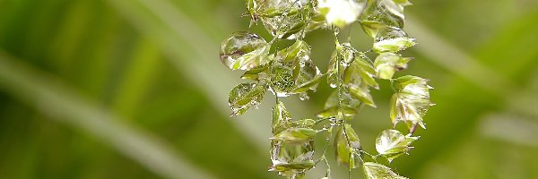 Krople, Makro, Wody, Roślina