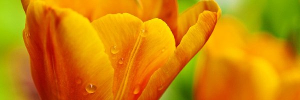 Tulipan, Rosy, Krople, Żółty