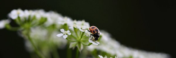 Białe, Kwiatki, Drobne, Biedronka