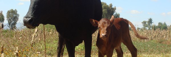 Cielątko, Mama, Zebu