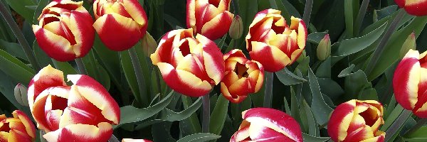 Tulipany, Kolorowe, Piękne