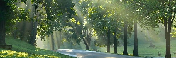 Światło, Park, Drzewa, Przebijające