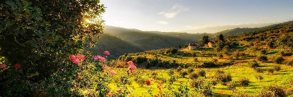 Pola, Toskania, Domy, Wzgórza