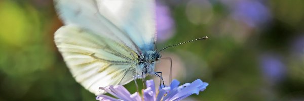 Biały, Bielinek, Motyl