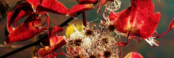 Gałązki, Liście, Czerwone