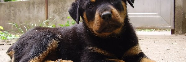 Rottweiler, szczeniak, Słodki