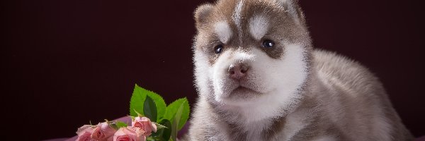 Siberian Husky, Szczeniak, Słodki