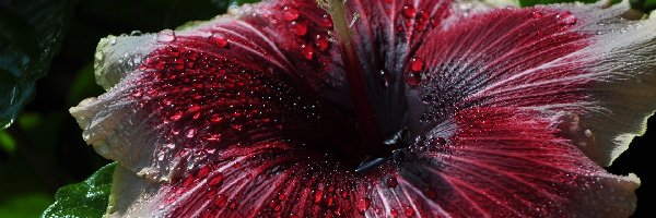 Makro, Krople Rosy, Hibiskus