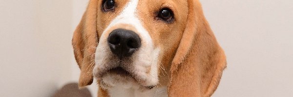 Mordka, Beagle