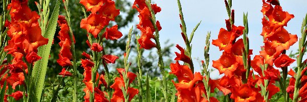 Gladiole, Mieczyki