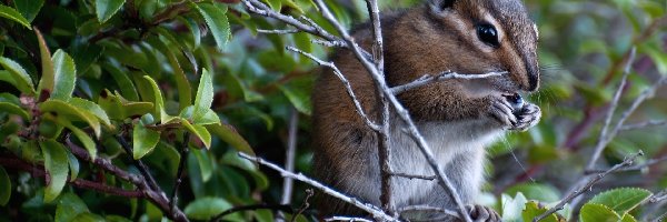 Chipmunk, Drzewa, Gałązki