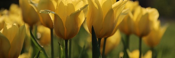 Tulipany, Żółte