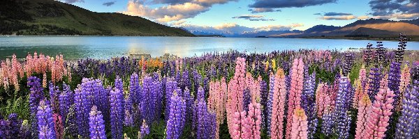 Nowa Zelandia, Góry, Jezioro Tekapo, Łubin, Łąka