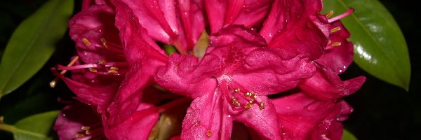 Liście, Kwiat, Rododendron