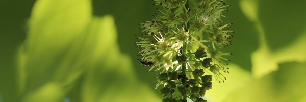 Owad, Roślinka, Zielona