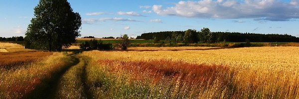 Droga, Zbóż, Łany, Polna