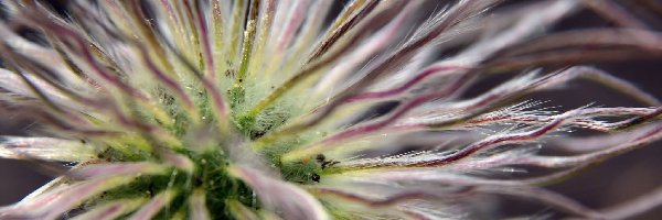 Powiększenie, Roślina