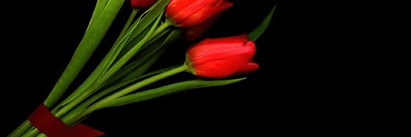 Wstążka, Tulipany, Czerwone