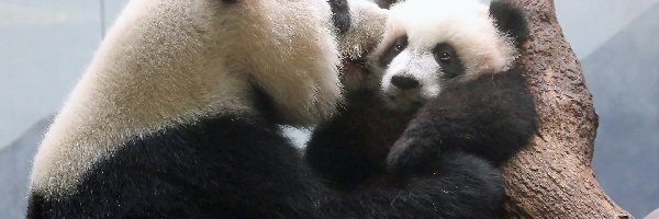 Panda, Drzewo, Młode, Mama