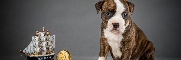 Amstaff, Szczeniak, Pies