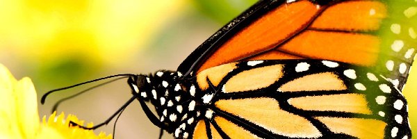 Motyl, Kwiat, Żółty, Monarcha