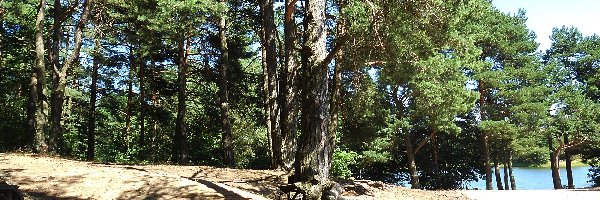 Las, Korzenie, Drzewa, Jezioro