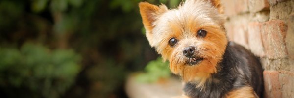 Yorkshire Terrier, Szczeniak, Pies