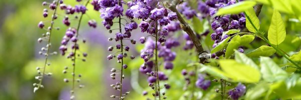 Kwiaty, Gałąź, Wisteria