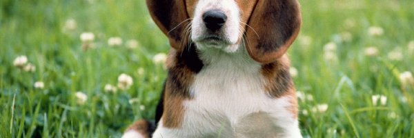 Łąka, Beagle, Szczeniak