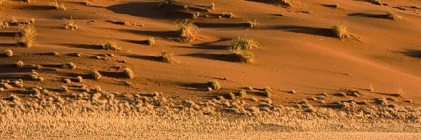 Trawy, Kępy, Suchej, Namibia, Antylopa, Pustynia