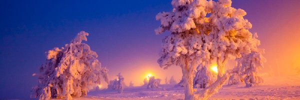 Drzewa, Wschód słońca, Śnieg, Zima