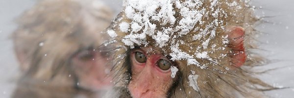 Małpka, Śnieg, Łapka, Zamyślona