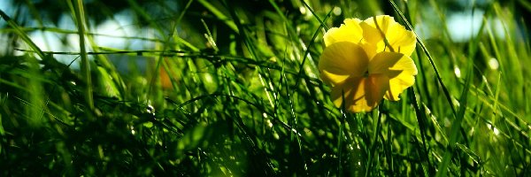 Trawa, Kwiatek, Żółty