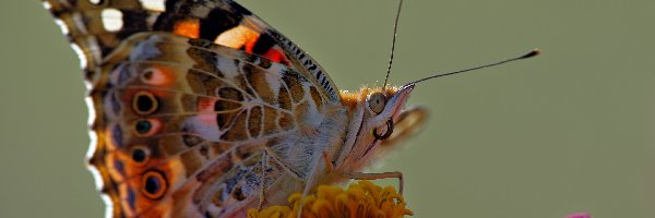 Rusałka, Pręciki, Osetnik, Motyl