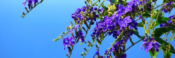 Duranta, Fioletowa, Kwiaty