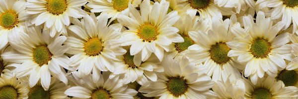 Margerytka, Kwiaty, Białe