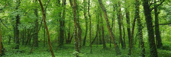 Drzewa, Pnącze, Las