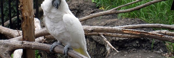 Kakadu, Skały, Konary, Papuga