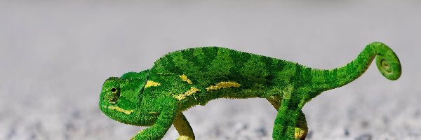 Kameleon, Zielony