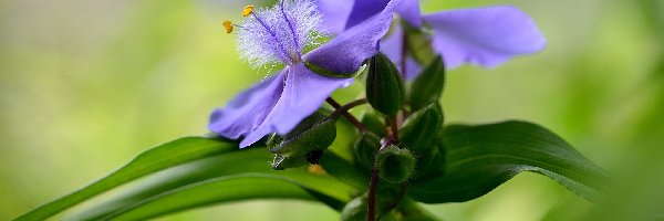 Kwiat, Pąki, Spiderwort, Tło, Liście