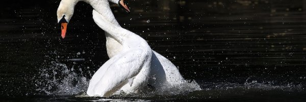 Gody, Łabędzie, Jezioro