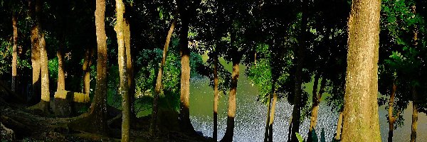 Przebijające Światło, Jezioro, Las