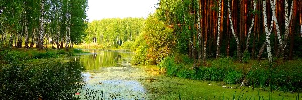 Las, Lato, Staw, Brzozowy
